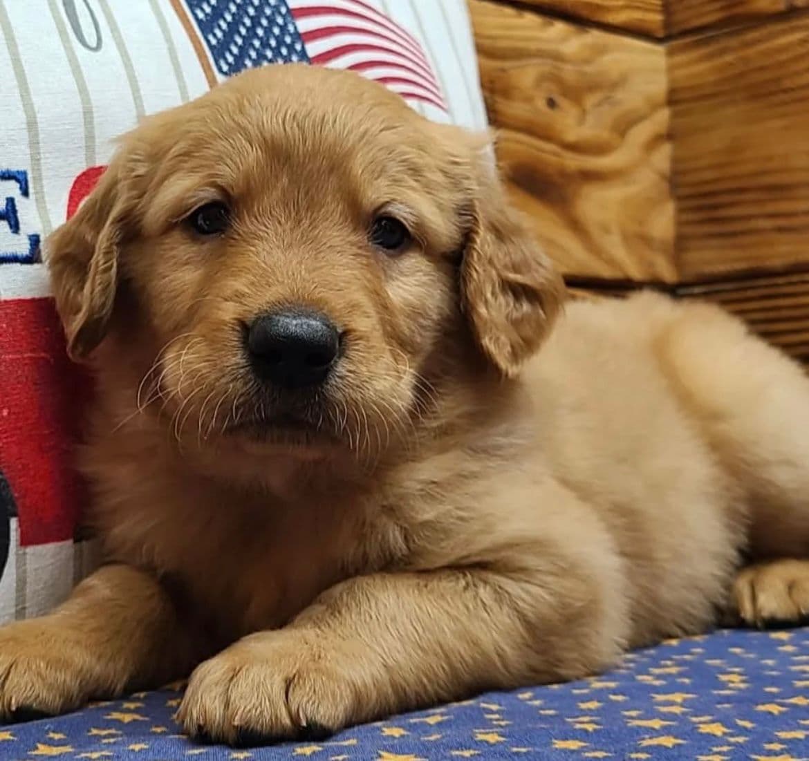 Golden Retriever