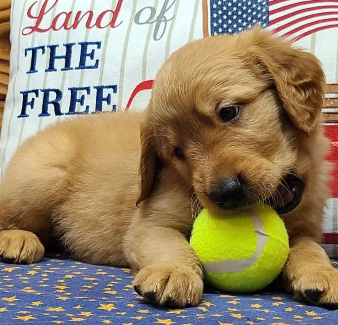 Golden Retriever