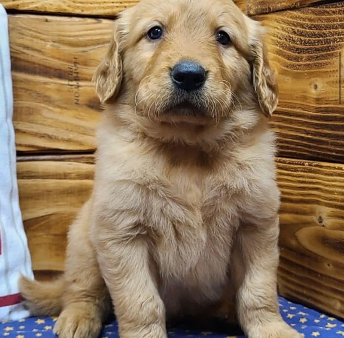 Golden Retriever
