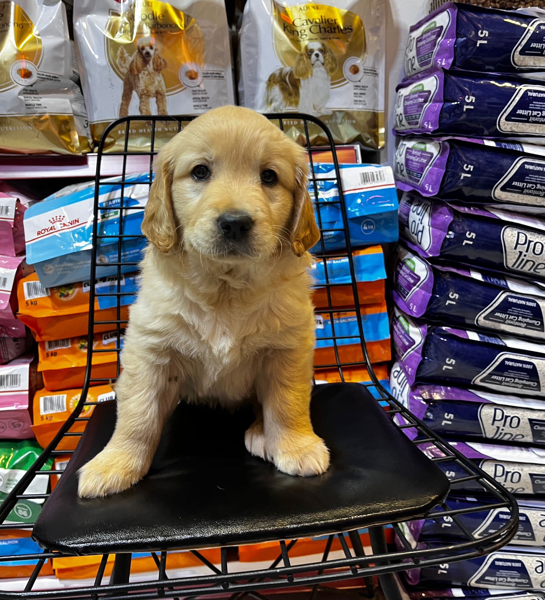 Golden Retriever