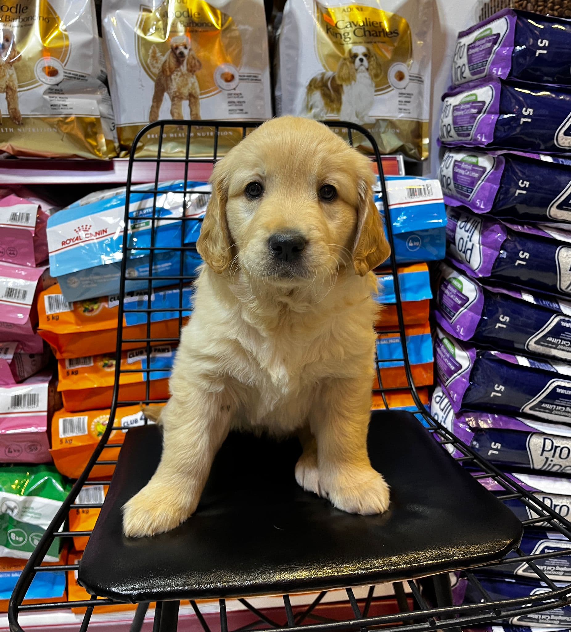Golden Retriever