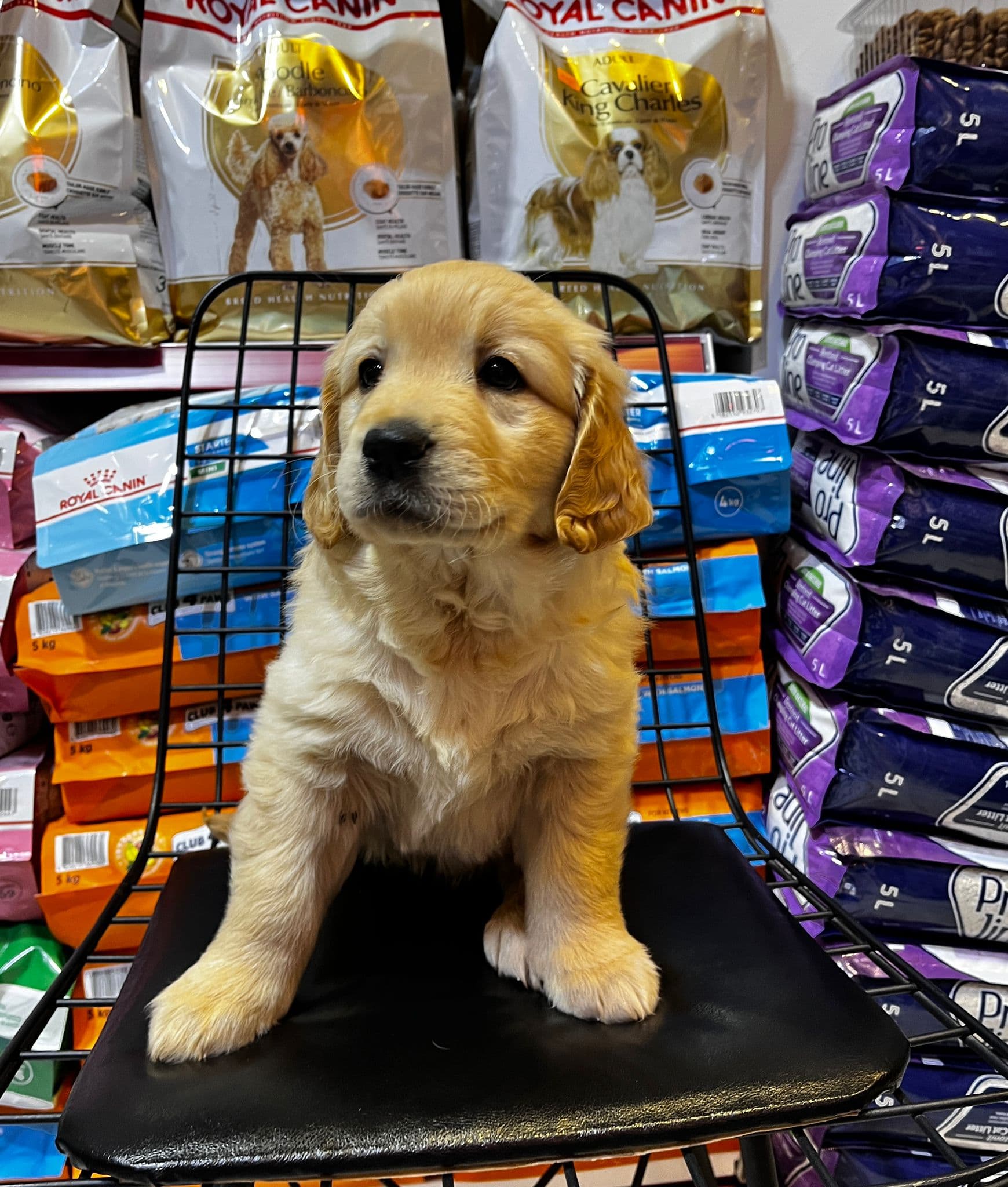Golden Retriever