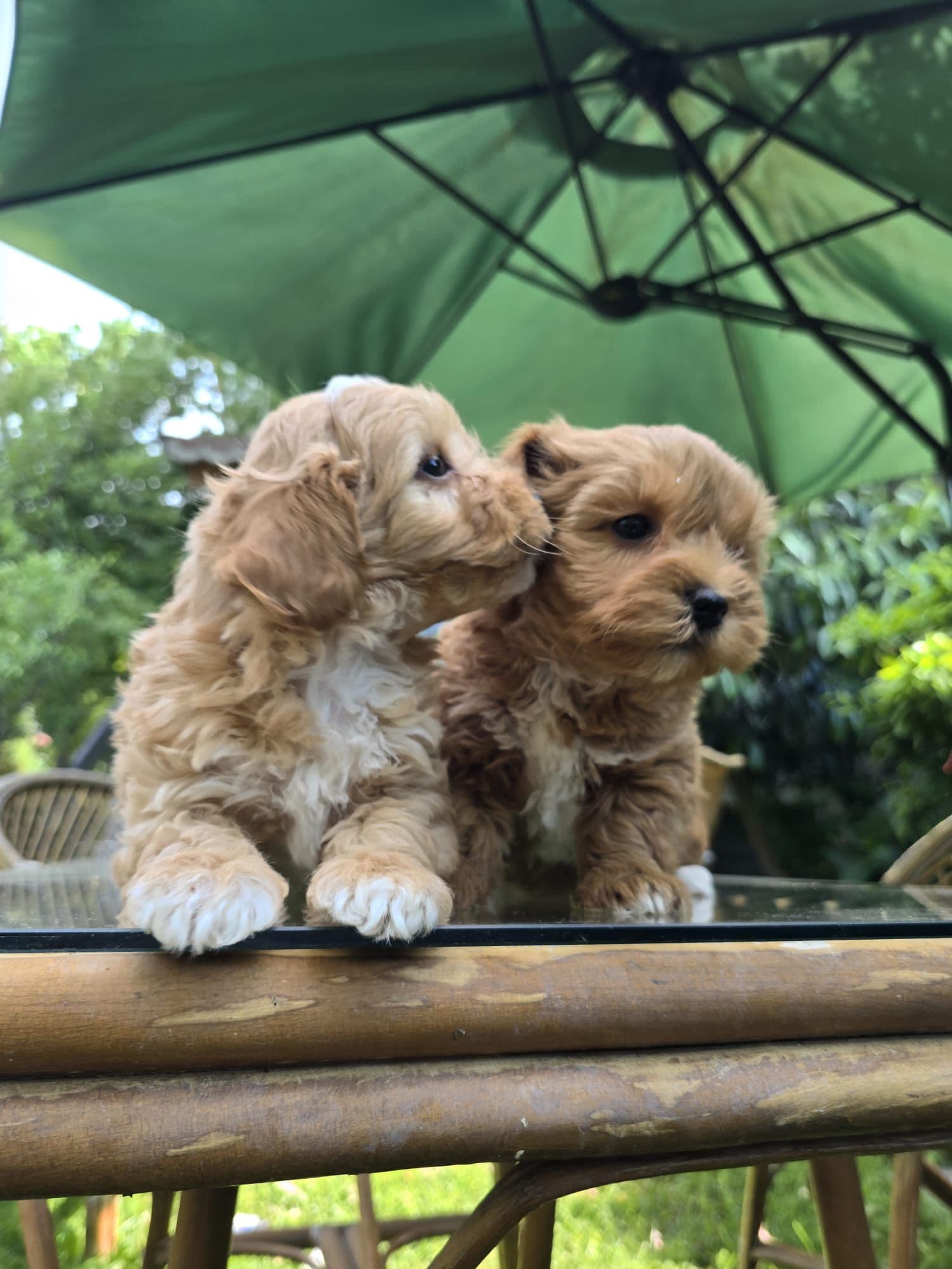 Maltipoo