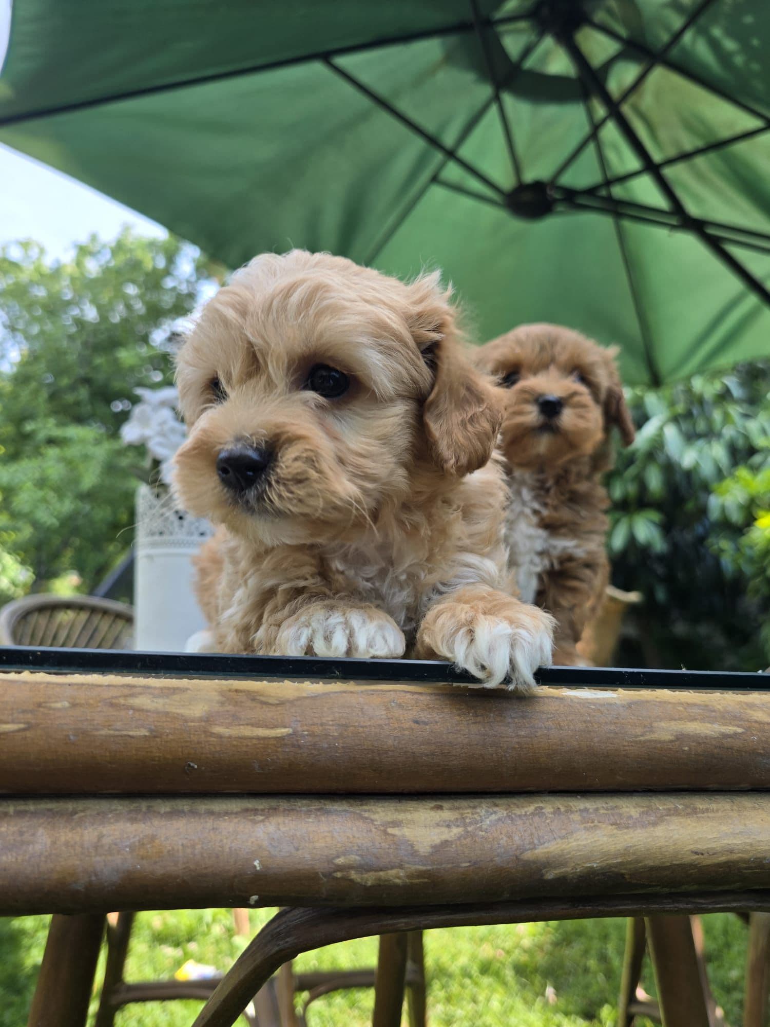 Maltipoo