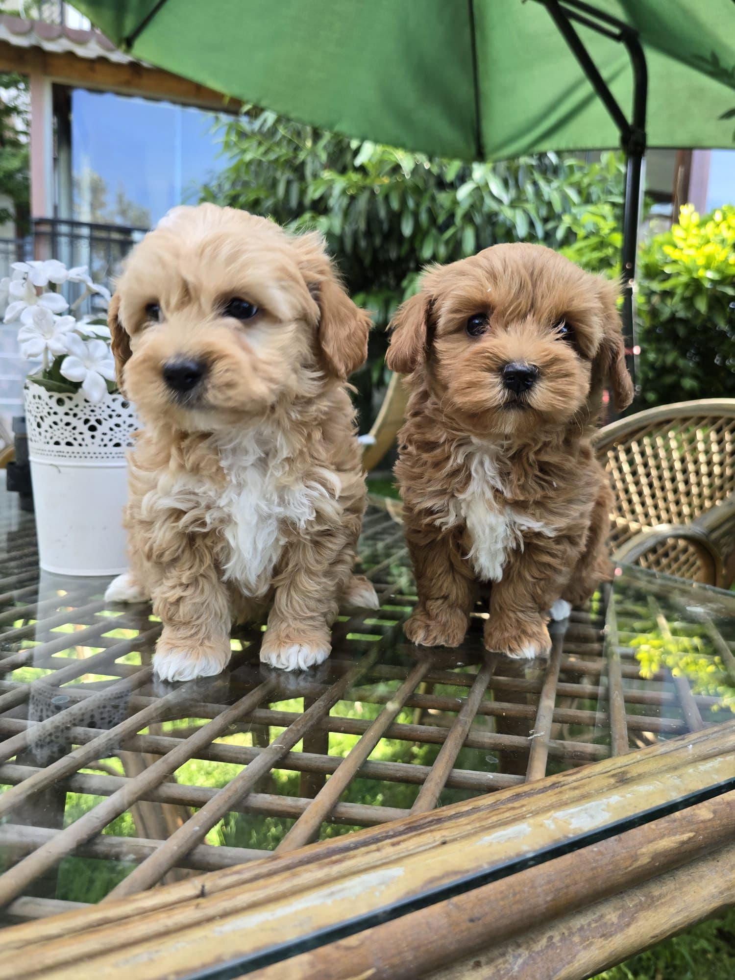 Maltipoo