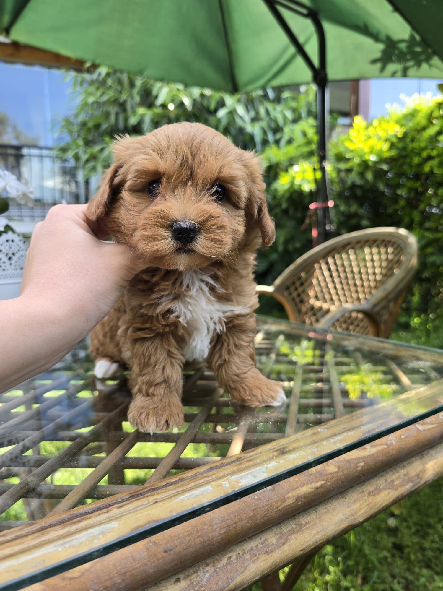 Maltipoo
