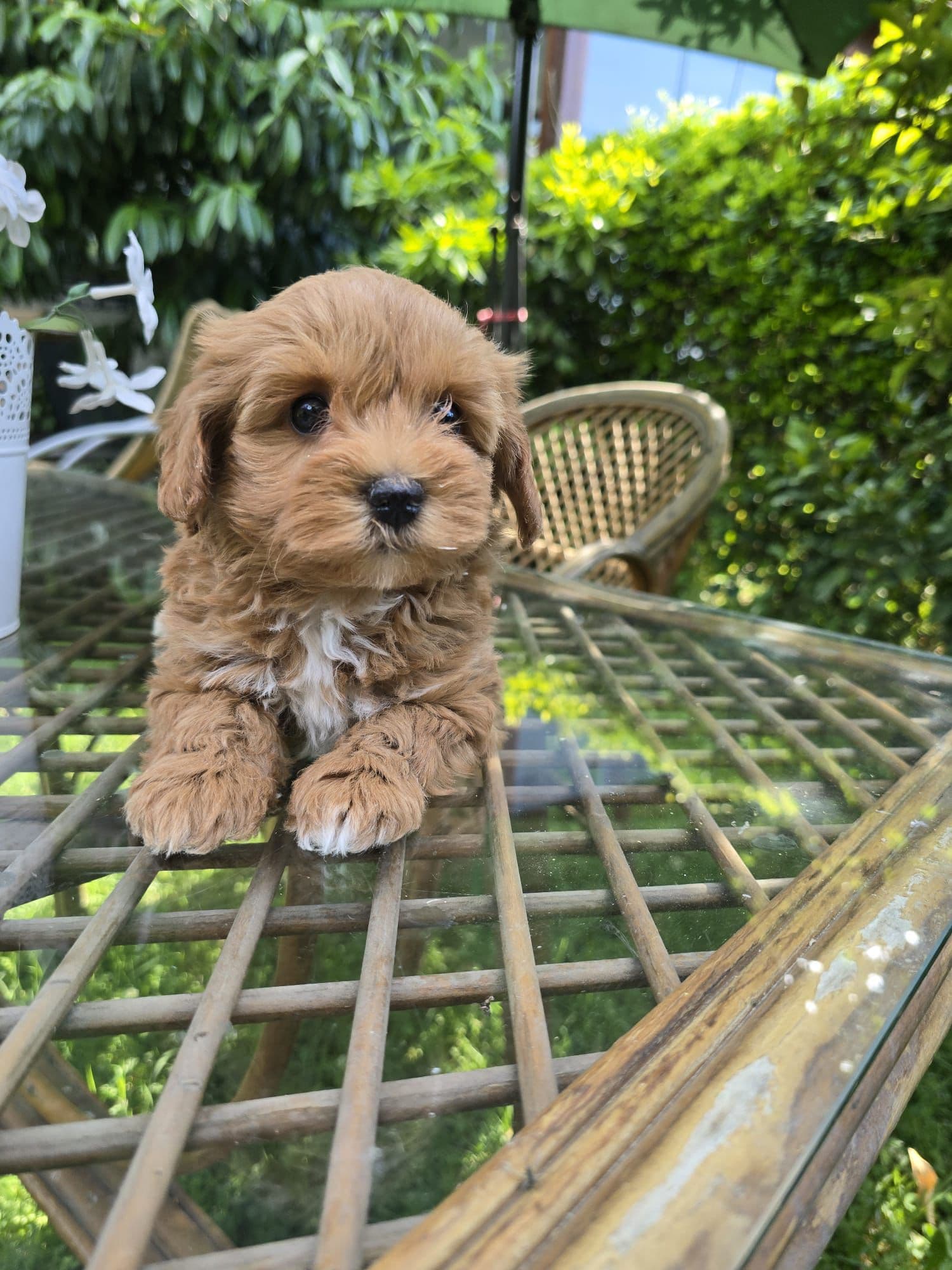 Maltipoo