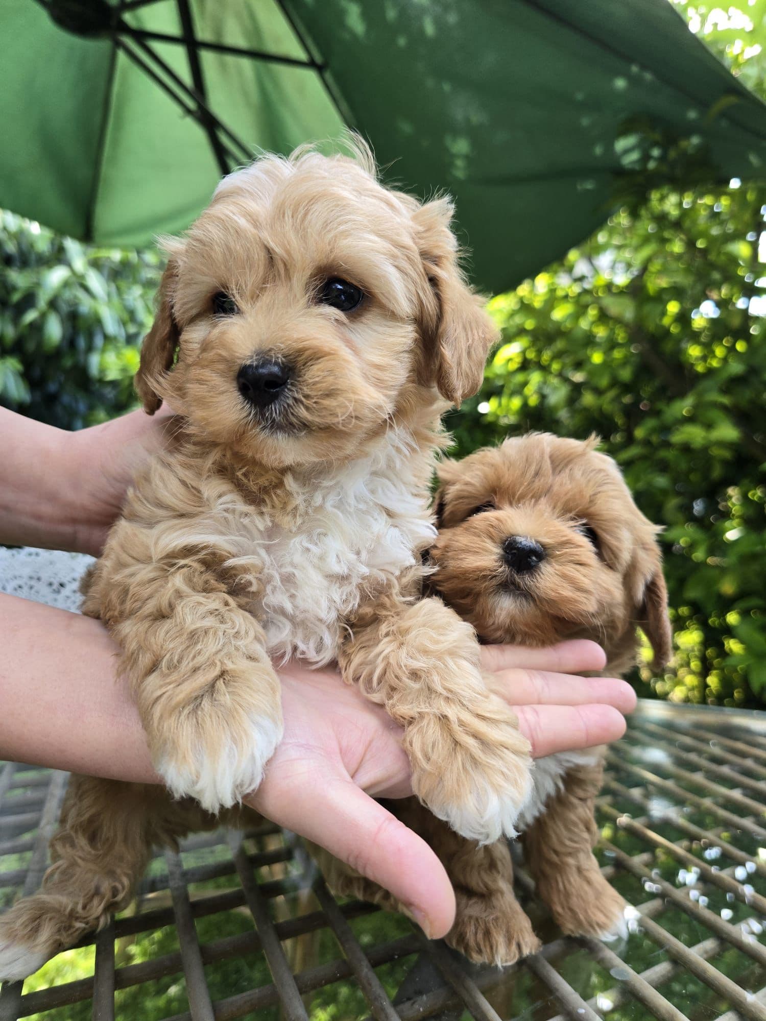 Maltipoo