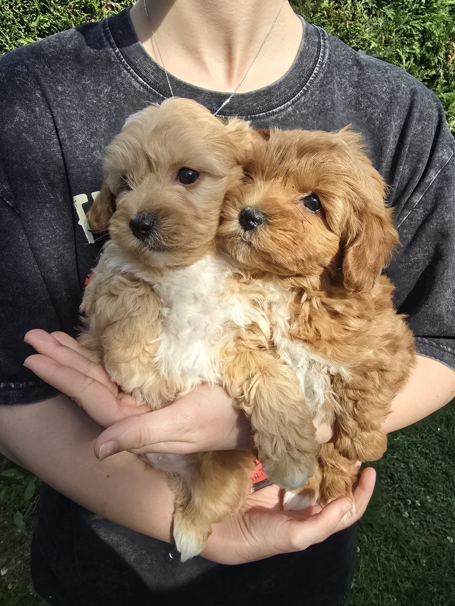 Maltipoo