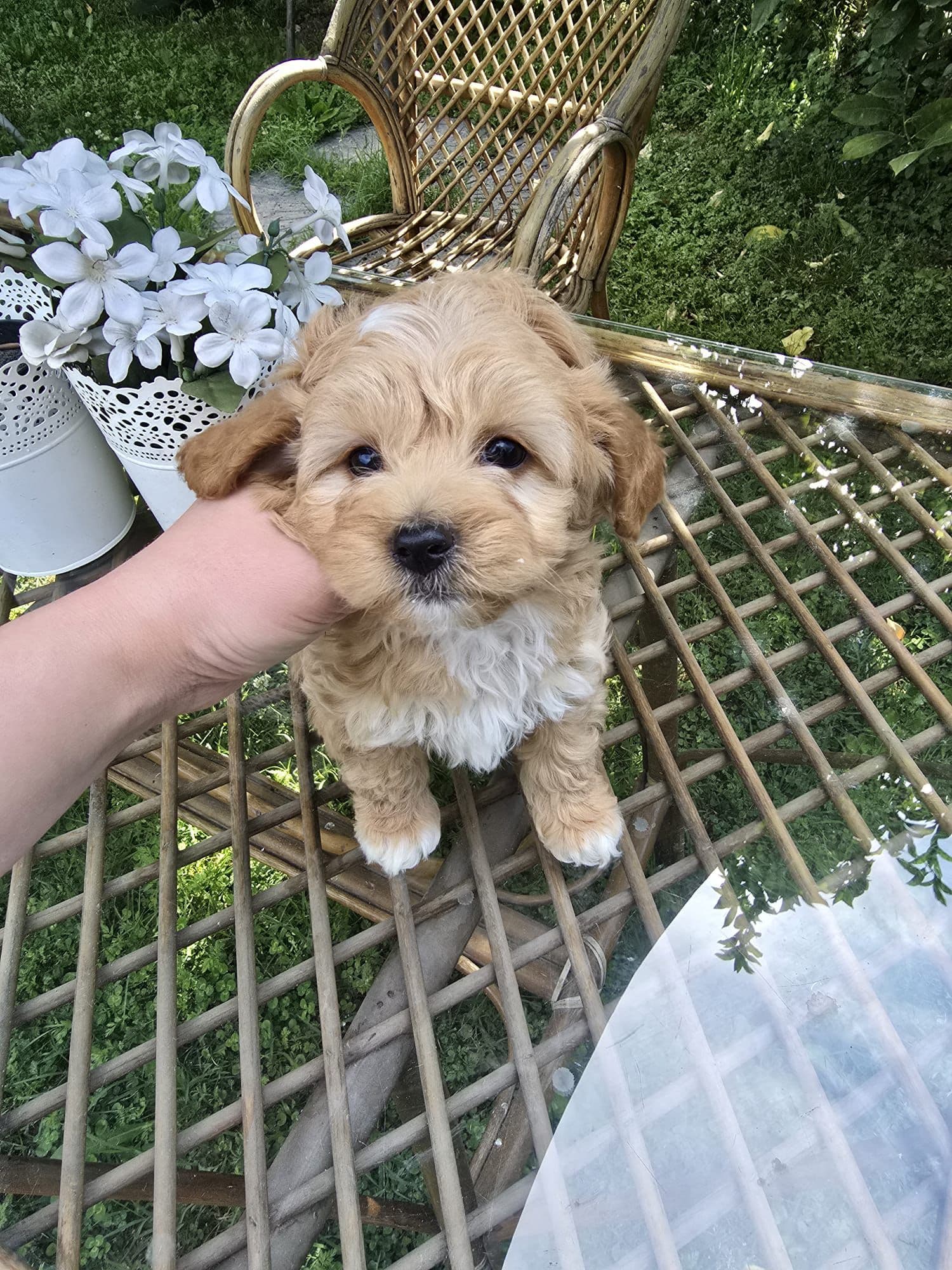 Maltipoo