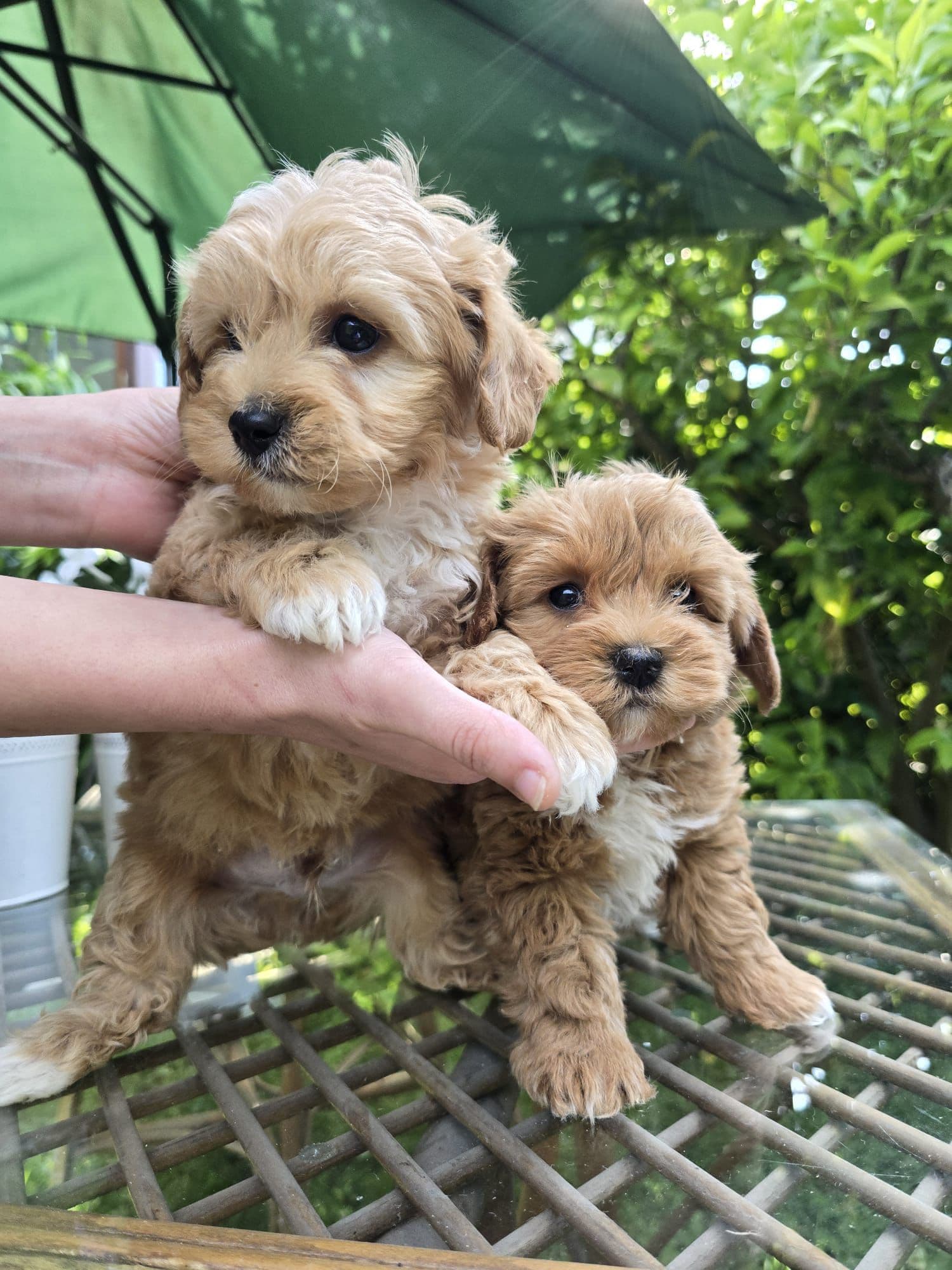 Maltipoo
