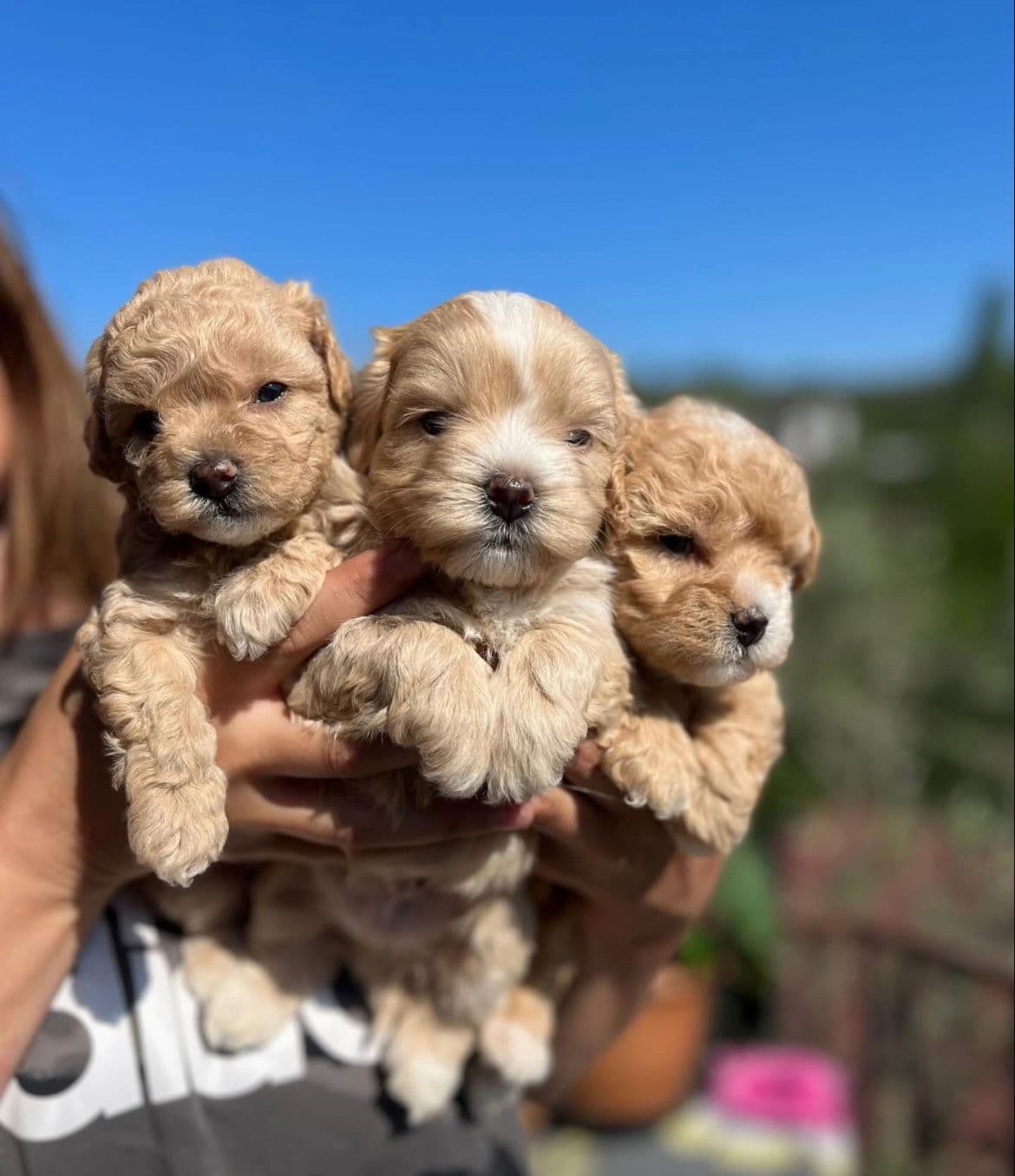 Maltipoo