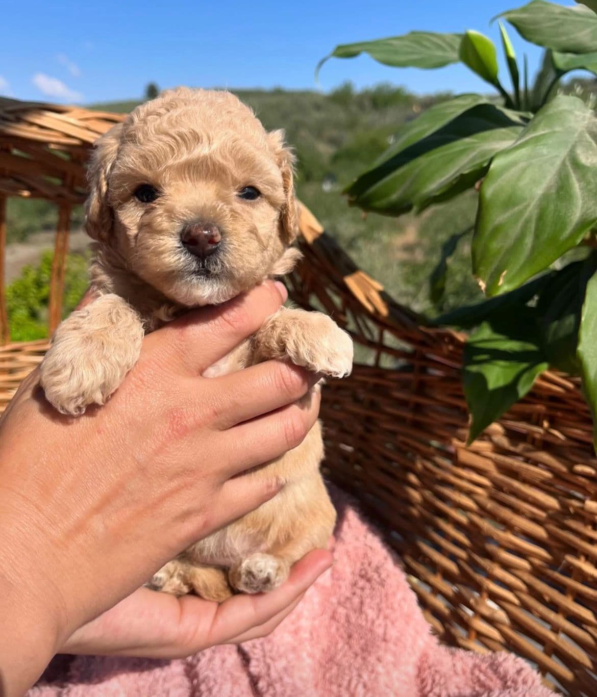 Maltipoo