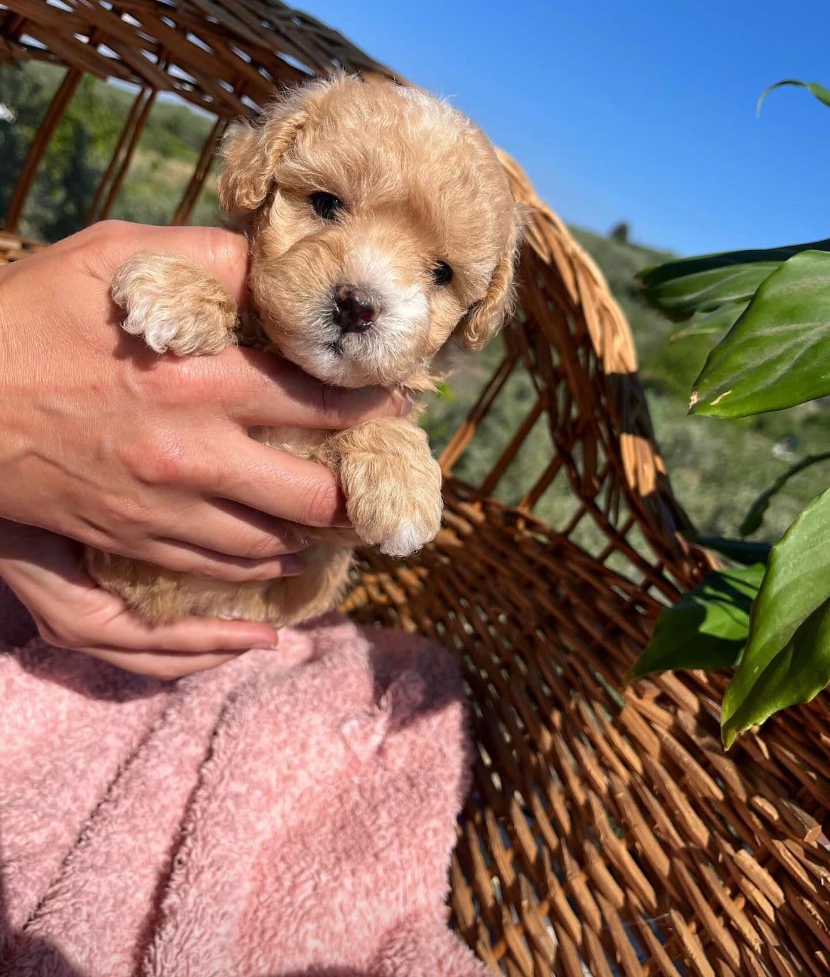 Maltipoo