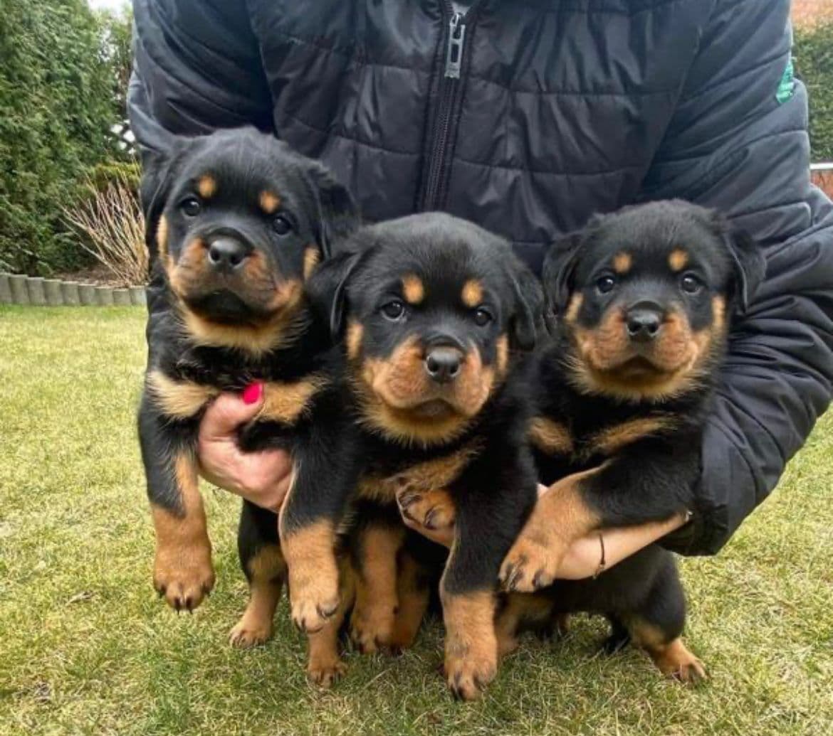 Rottweiler