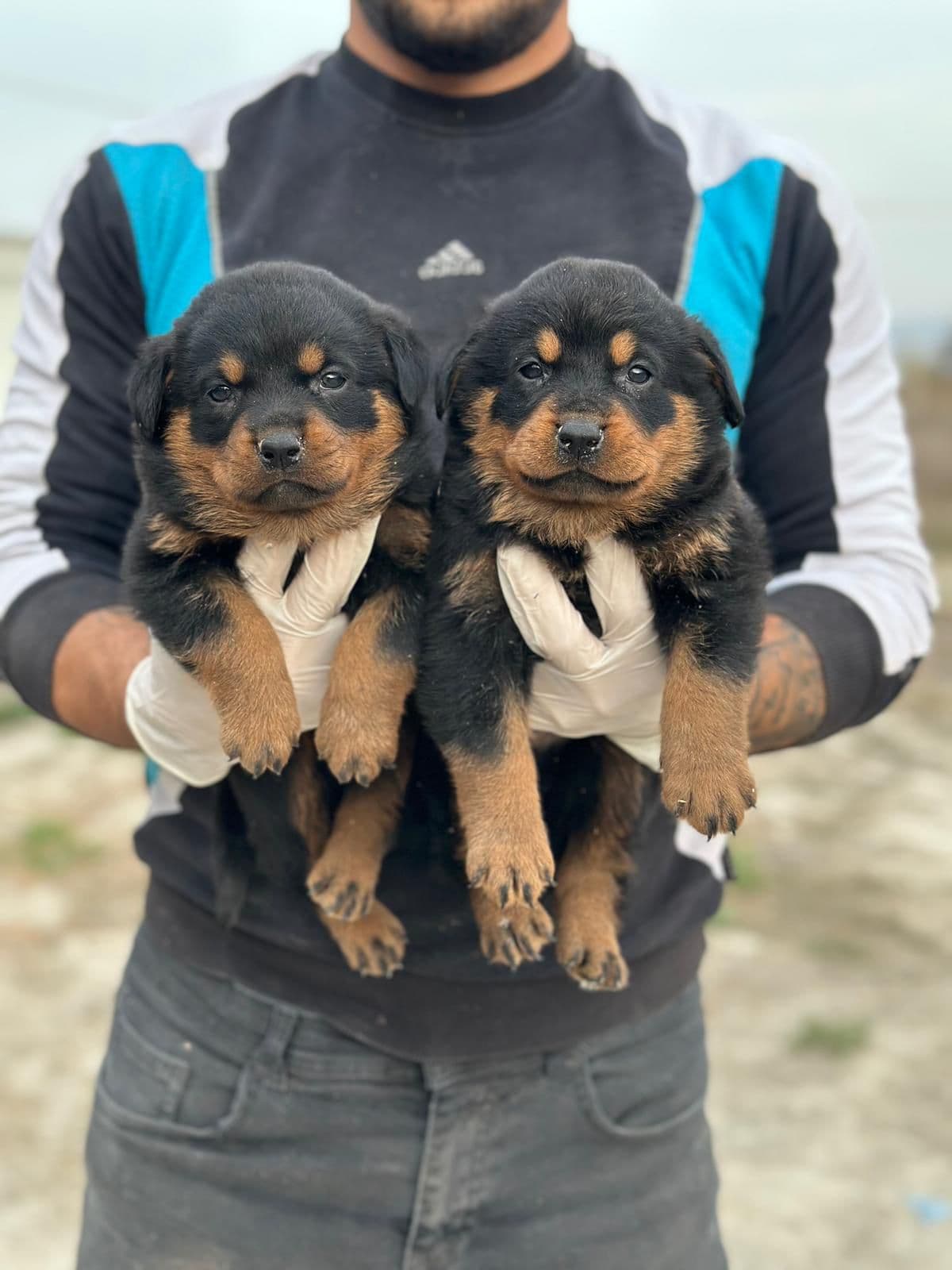 Rottweiler