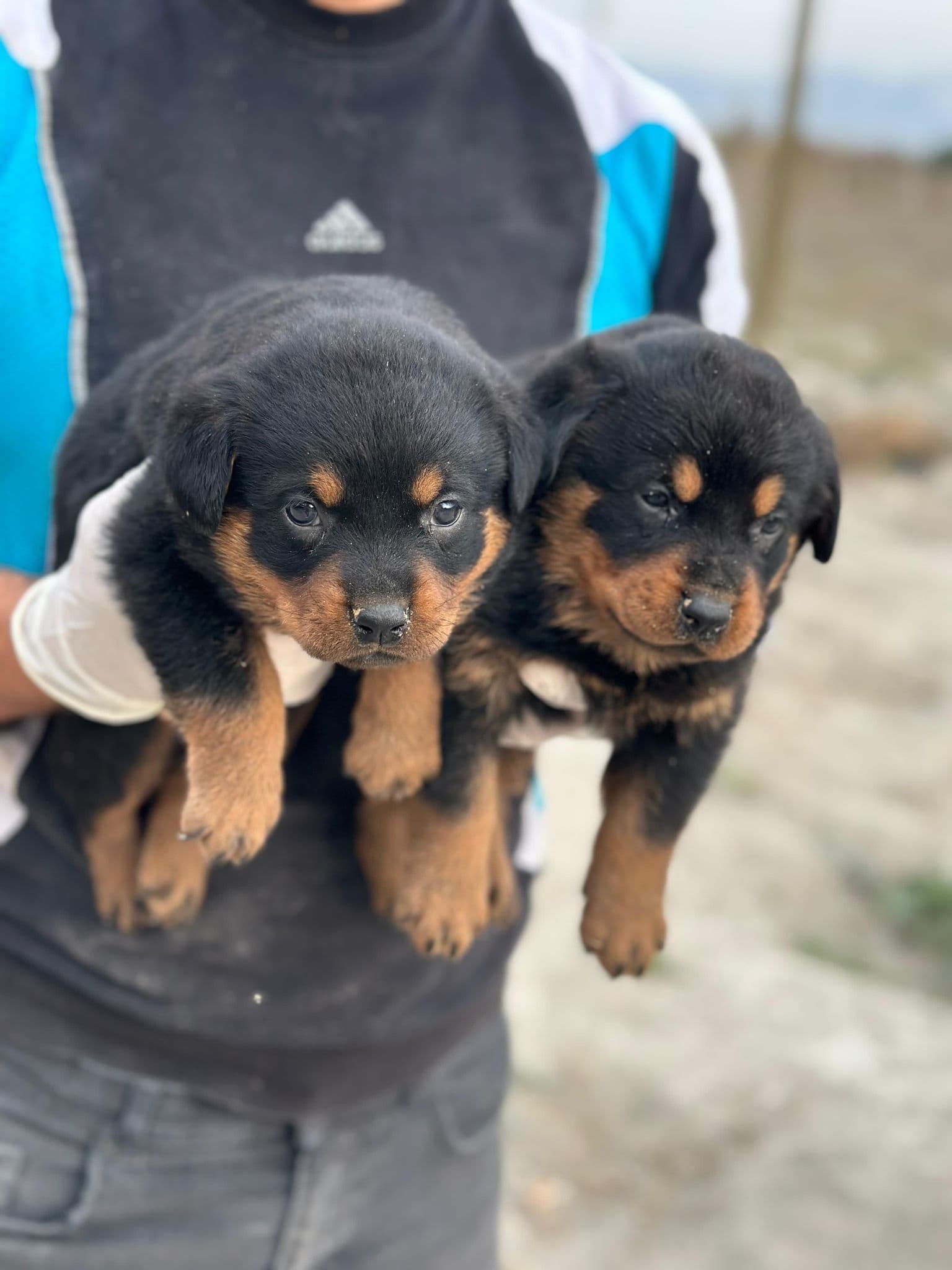 Rottweiler