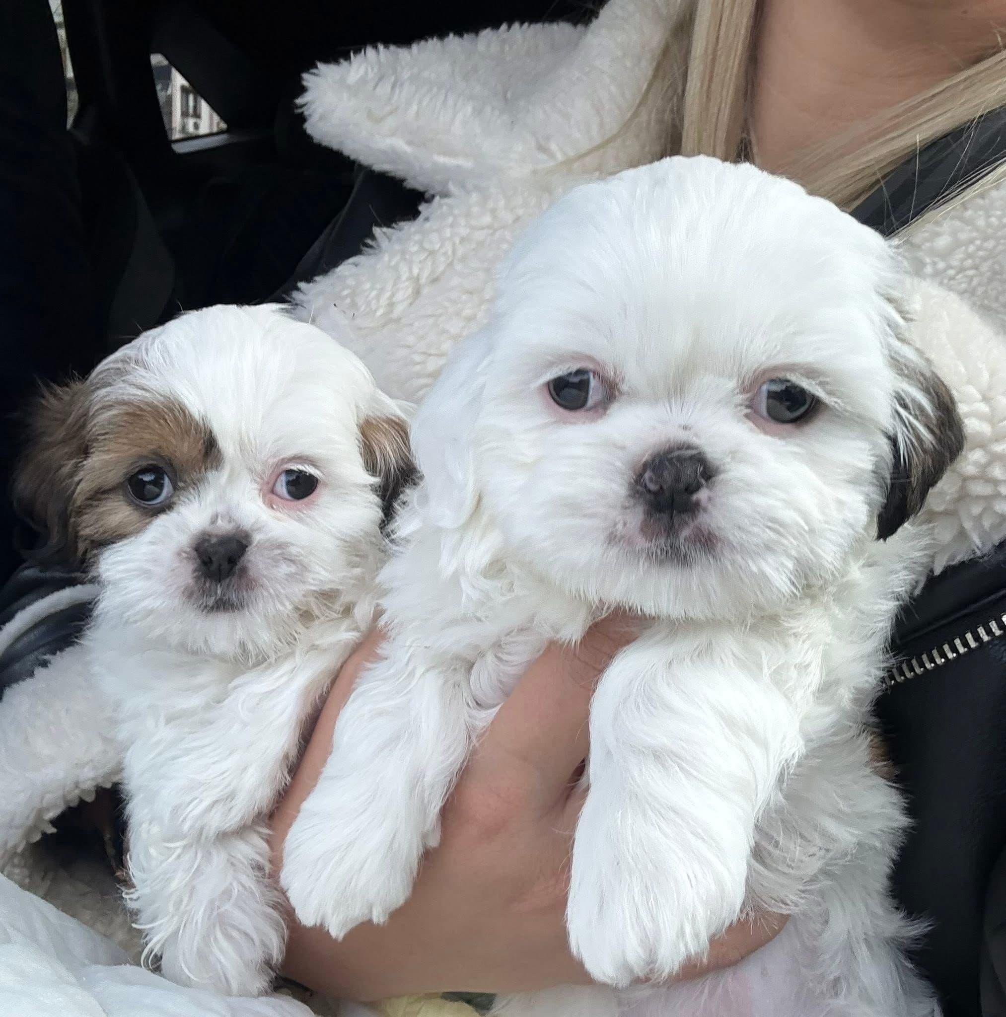 Shih Tzu