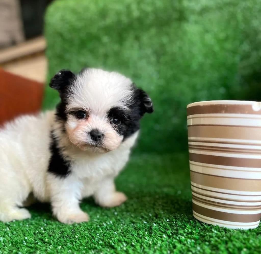 Shih Tzu