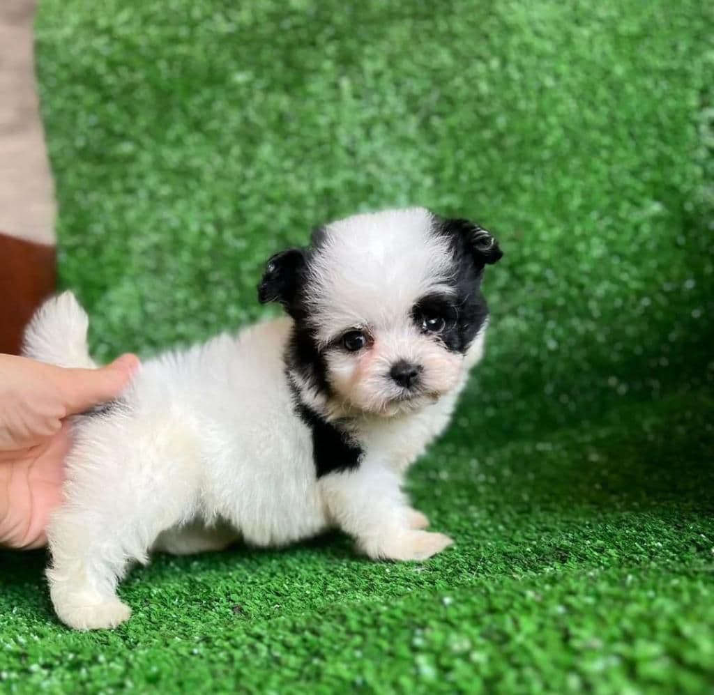 Shih Tzu