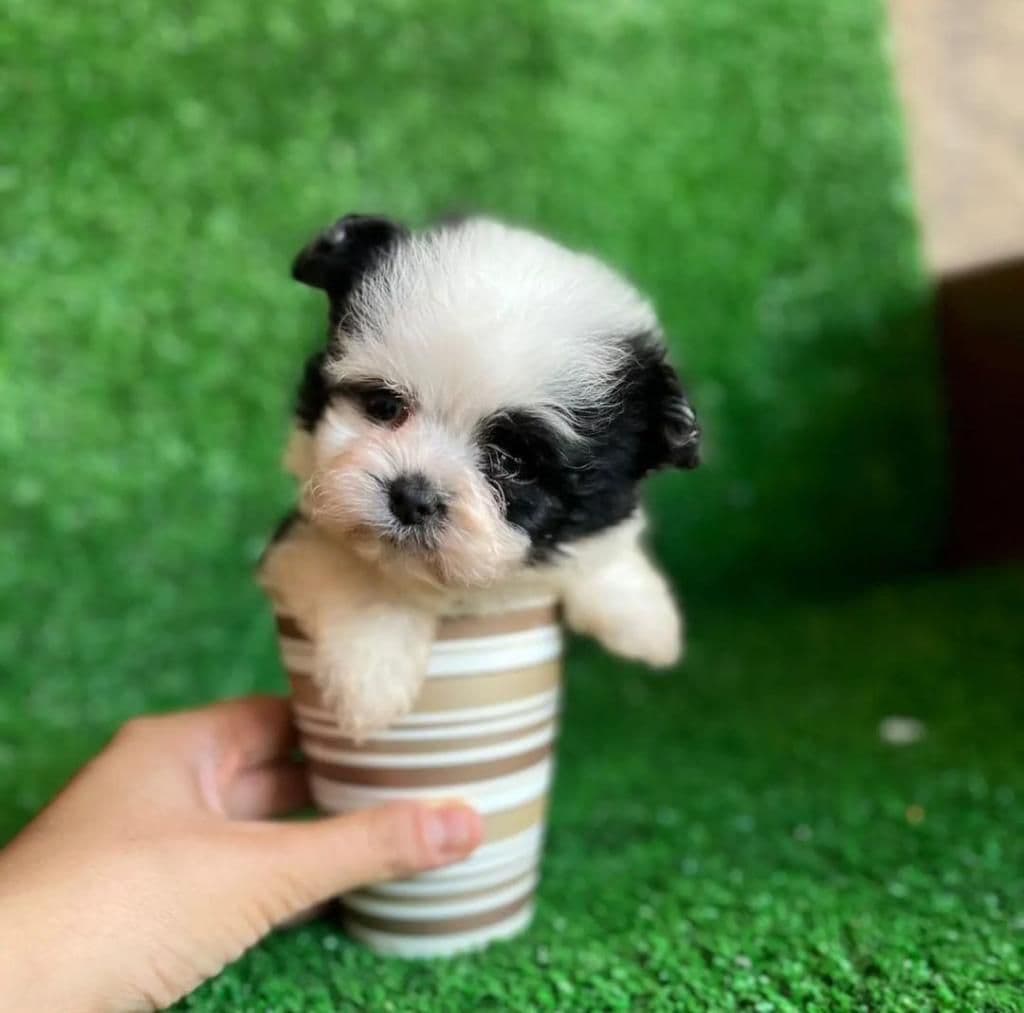 Shih Tzu