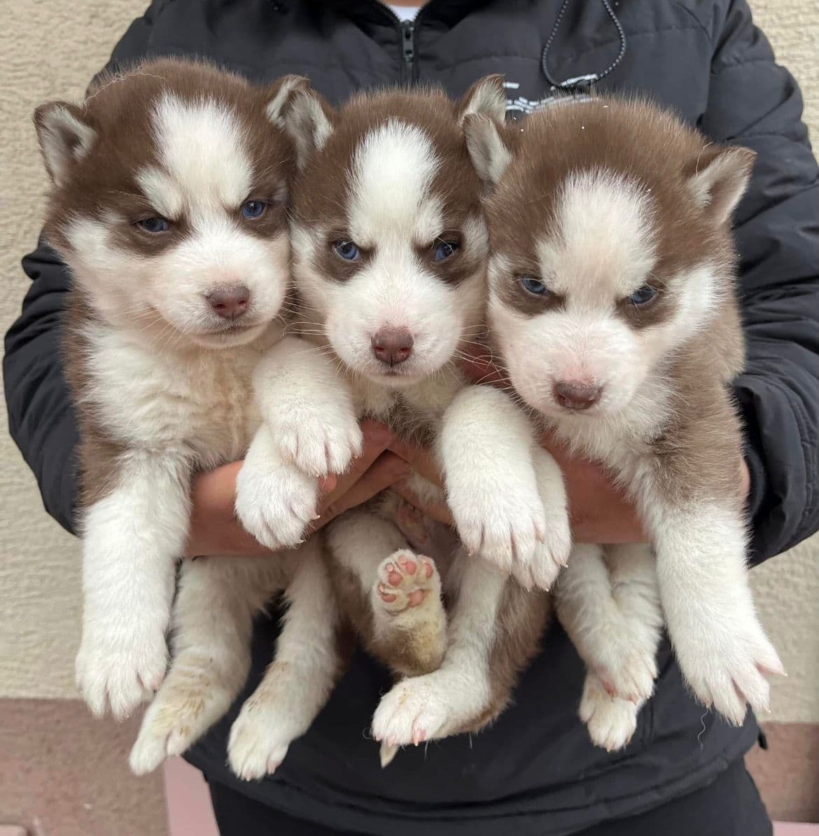 Siberian Husky