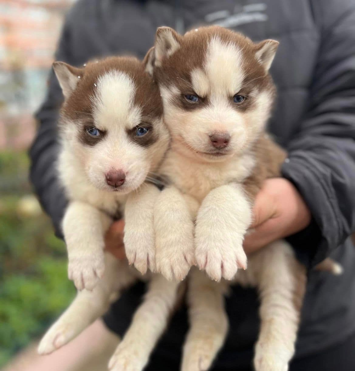 Siberian Husky