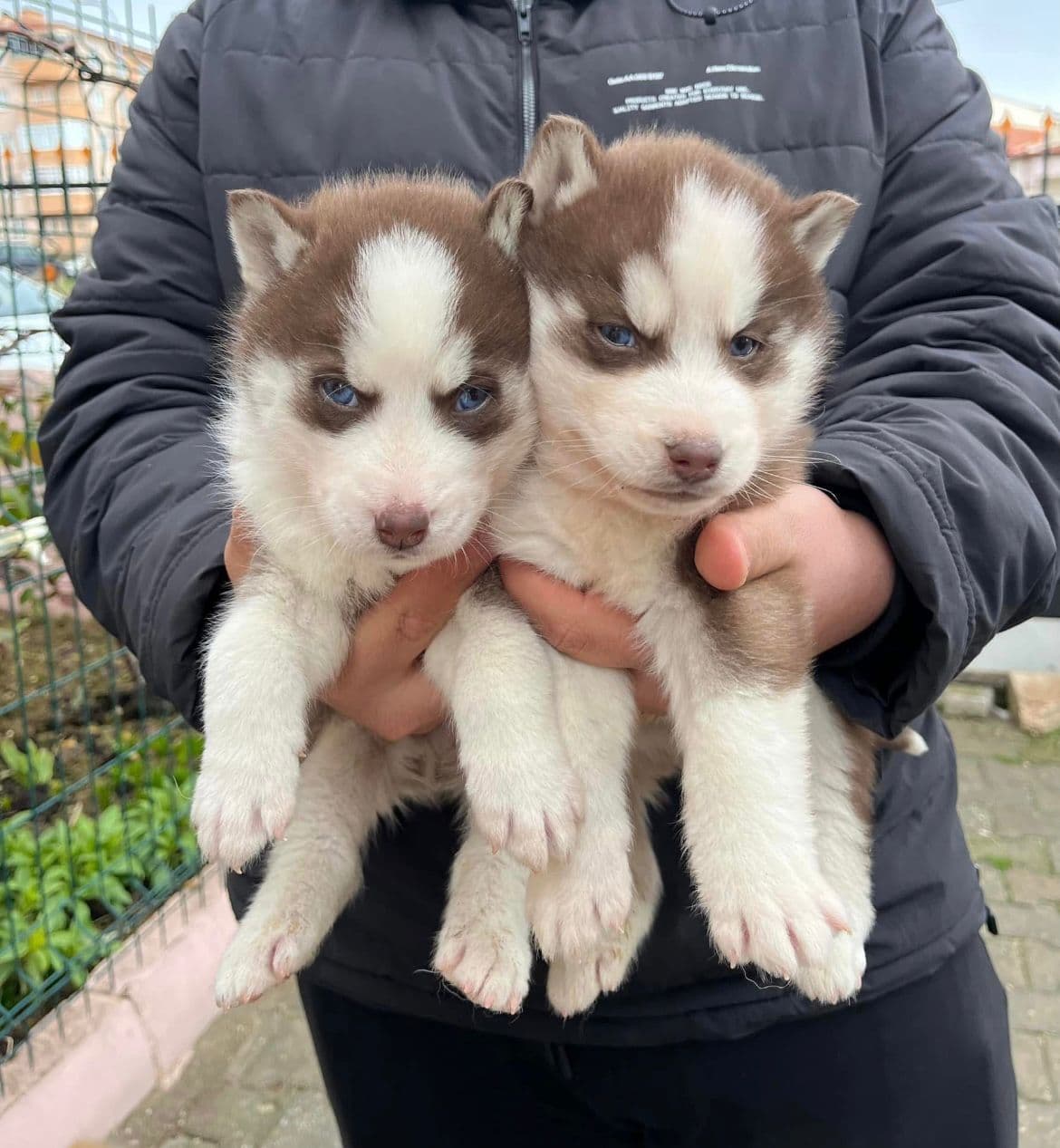 Siberian Husky