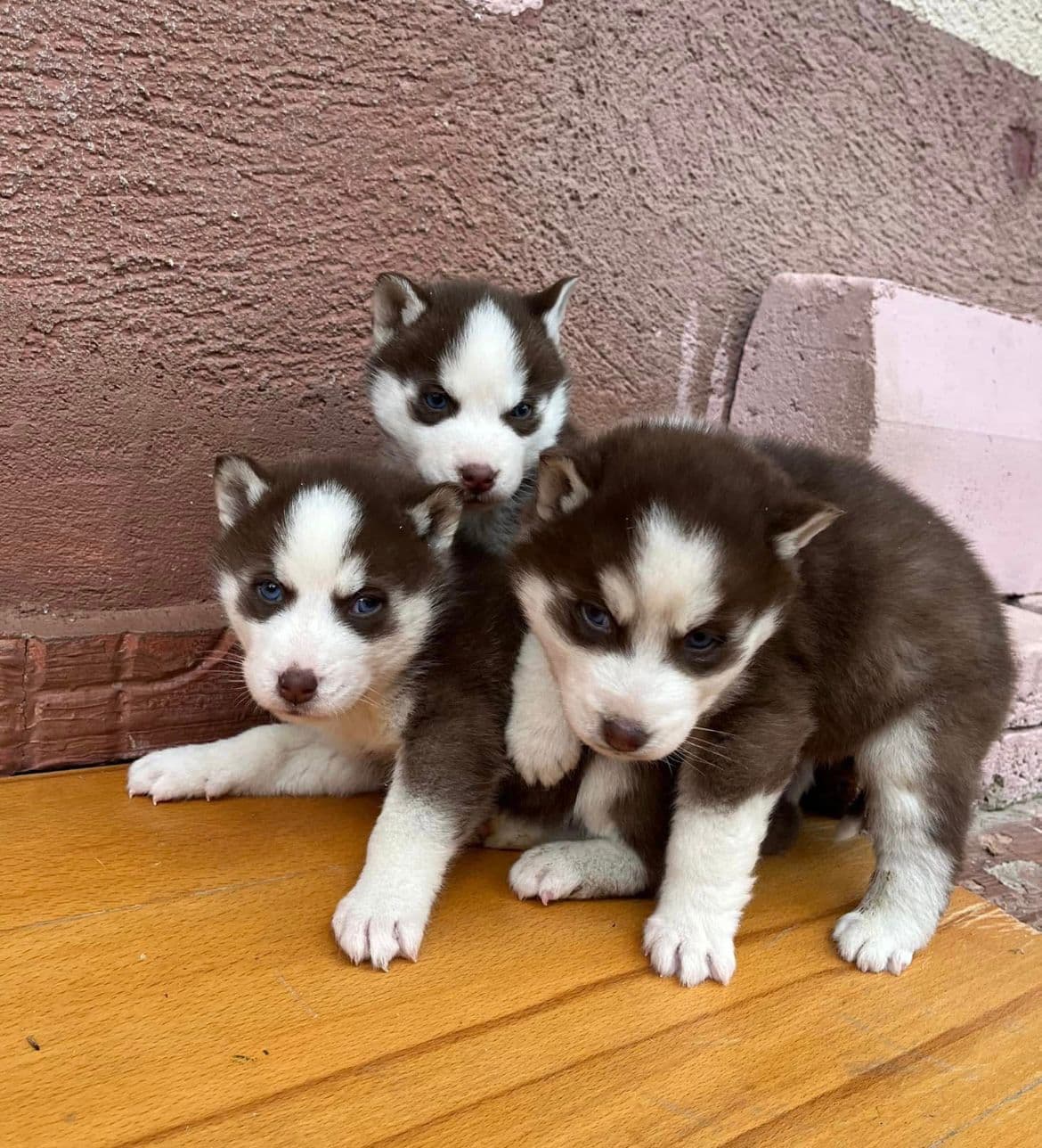 Siberian Husky