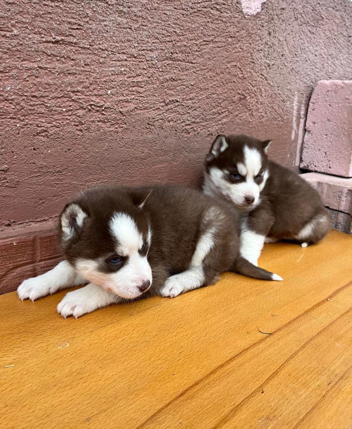 Siberian Husky