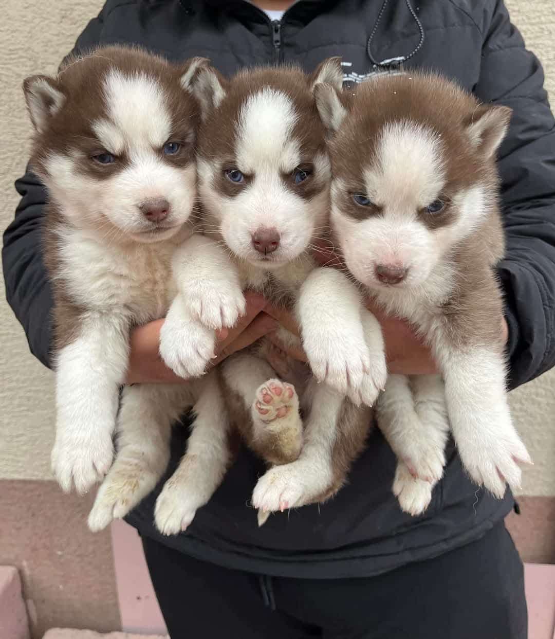 Siberian Husky