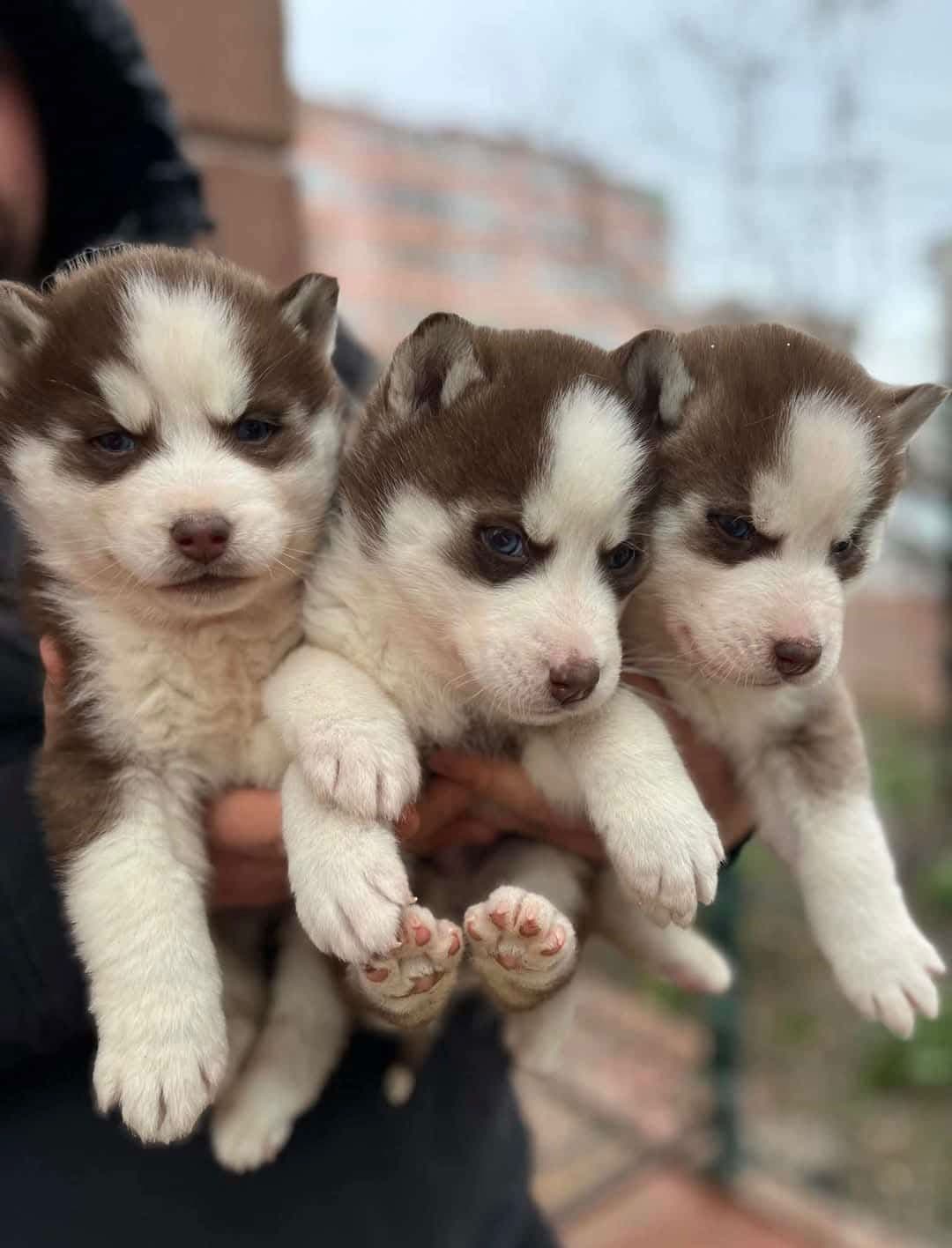 Siberian Husky