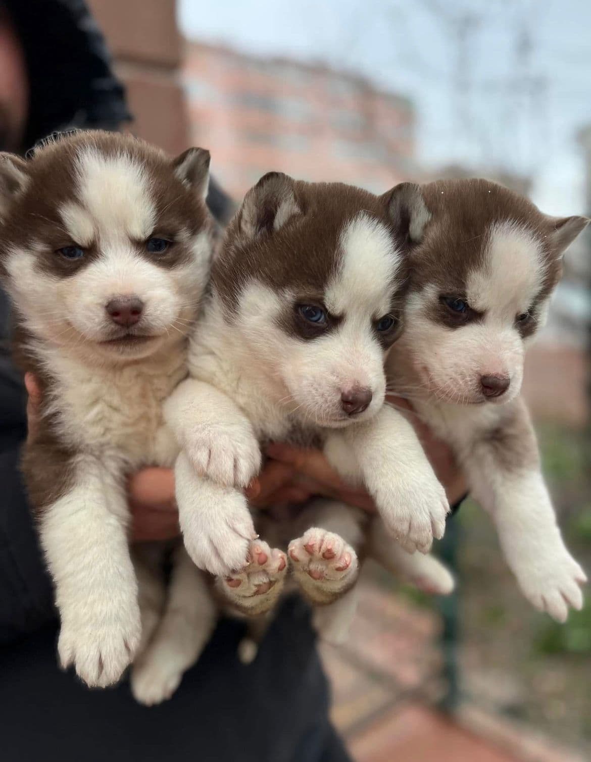 Siberian Husky