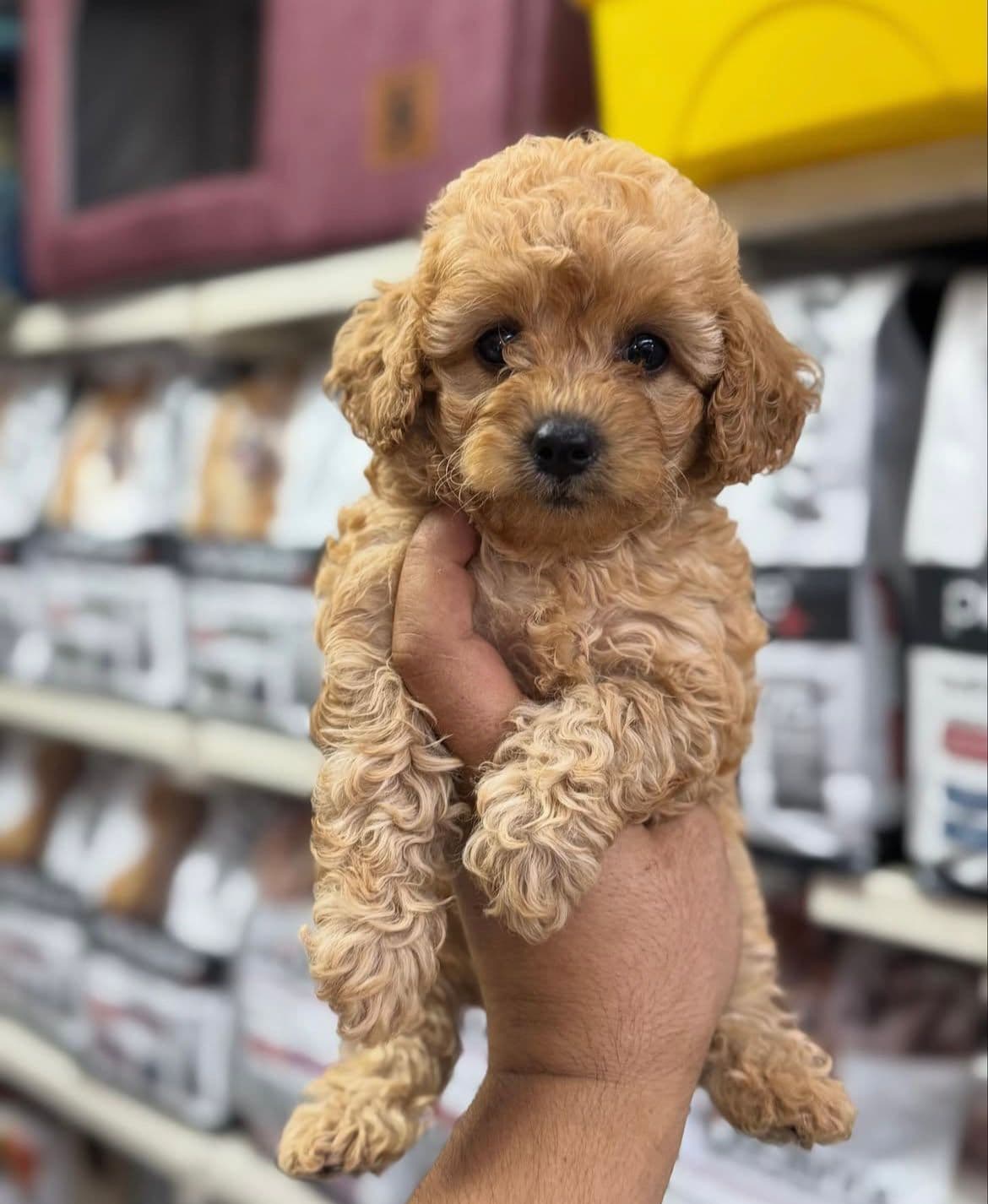 Toy Poodle