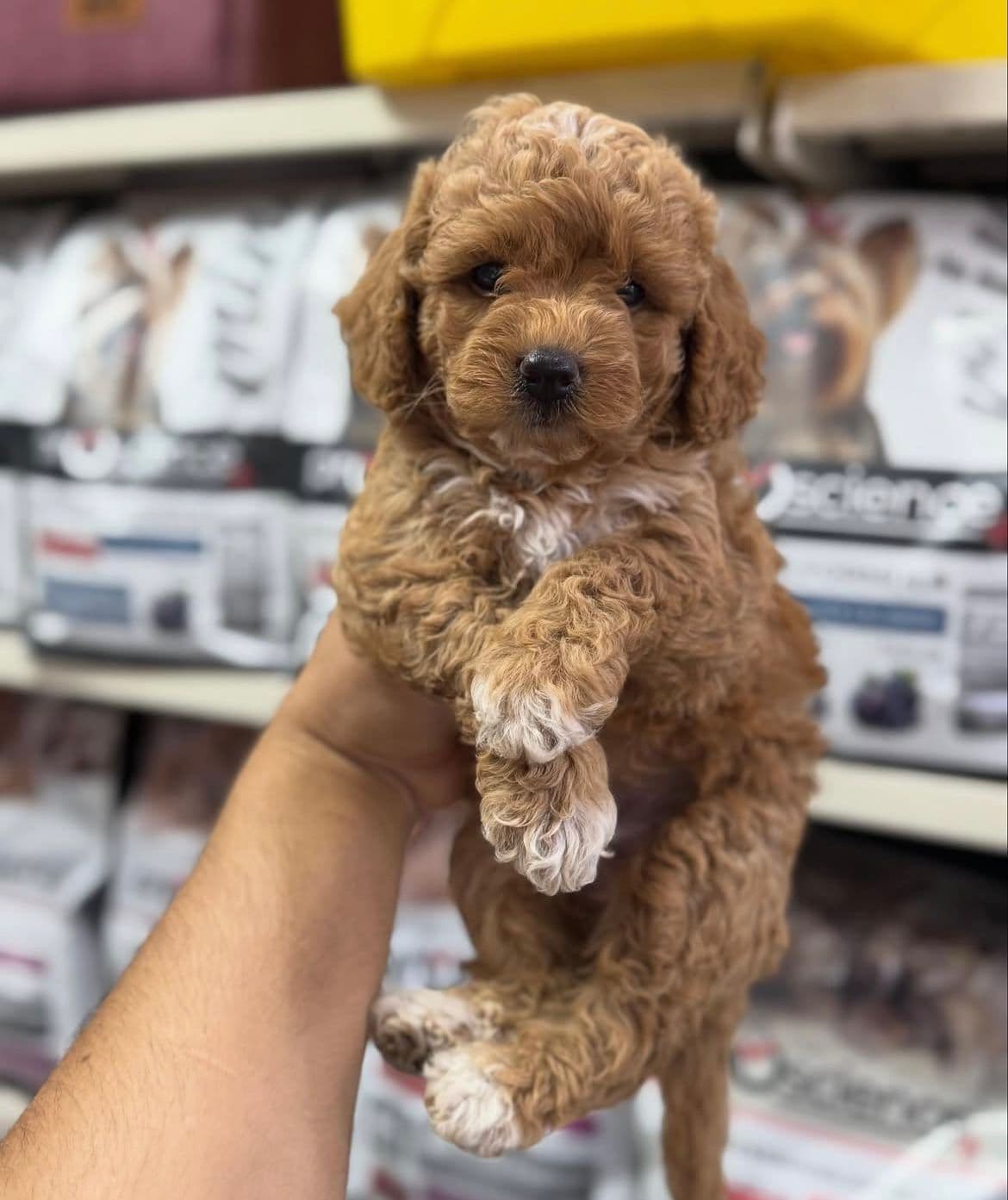 Toy Poodle