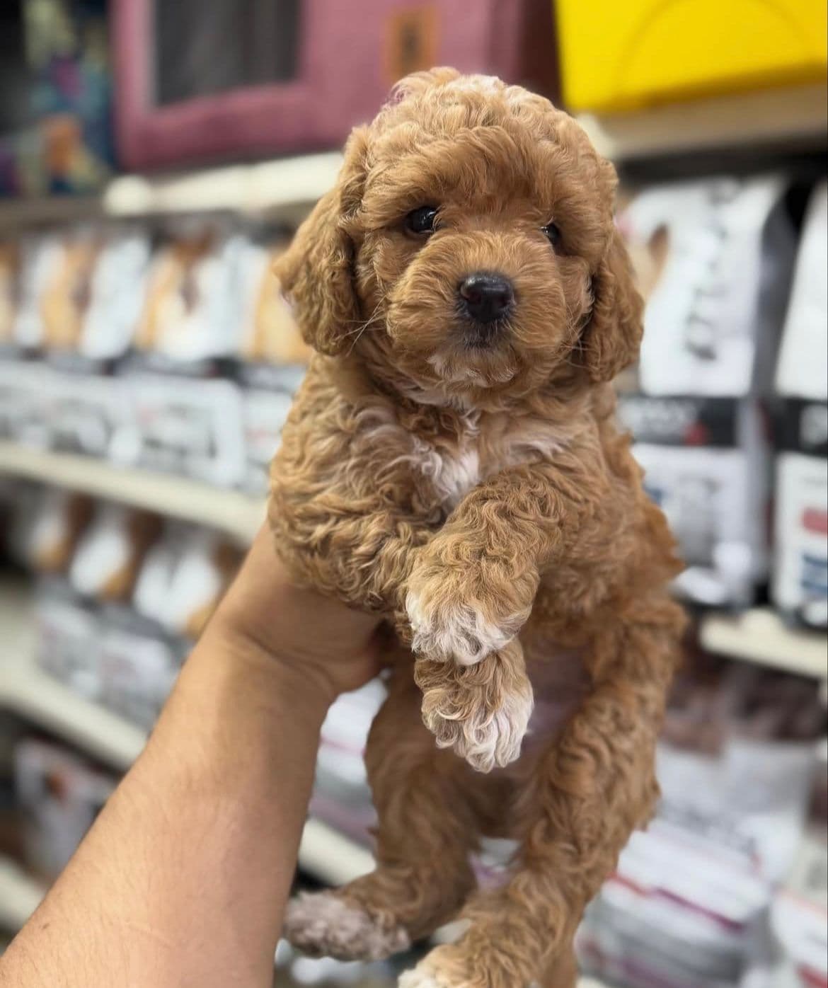 Toy Poodle