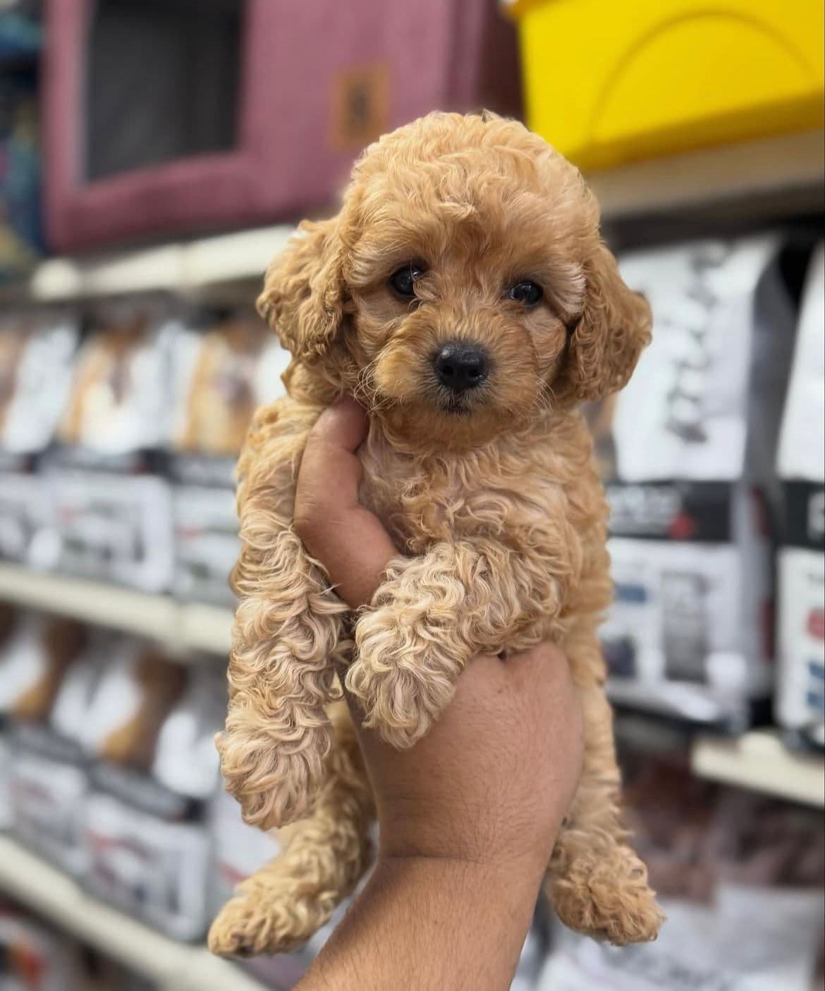 Toy Poodle