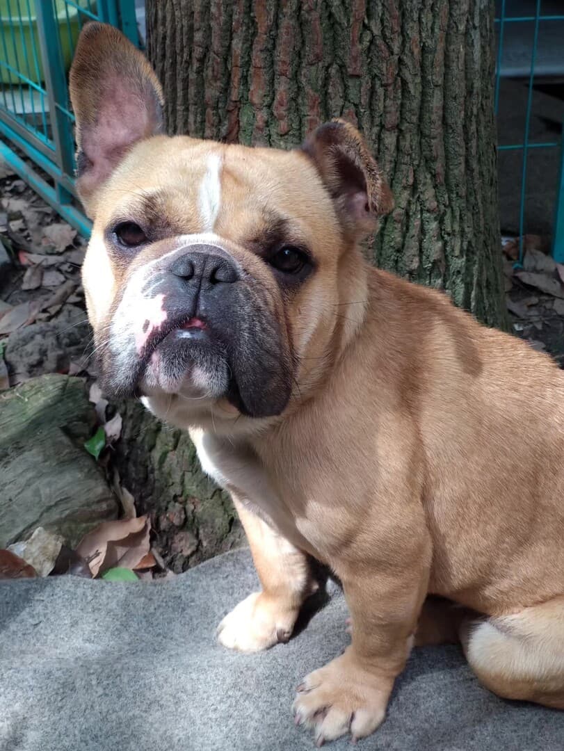 French Bulldog yavrusu 1