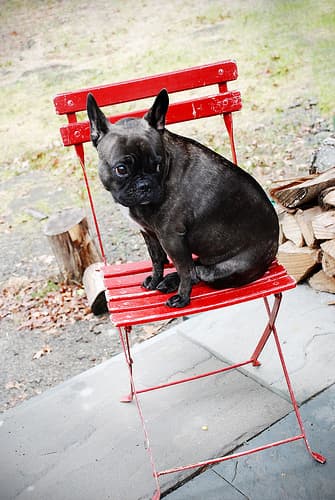 French Bulldog yavrusu 1