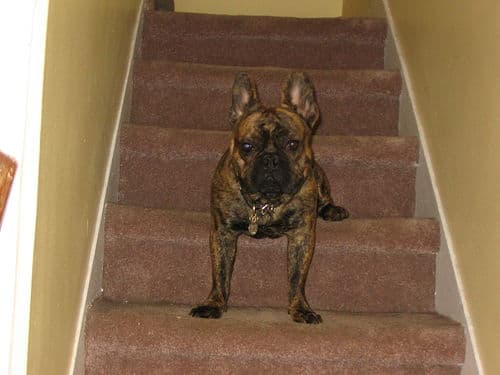 French Bulldog yavrusu 1