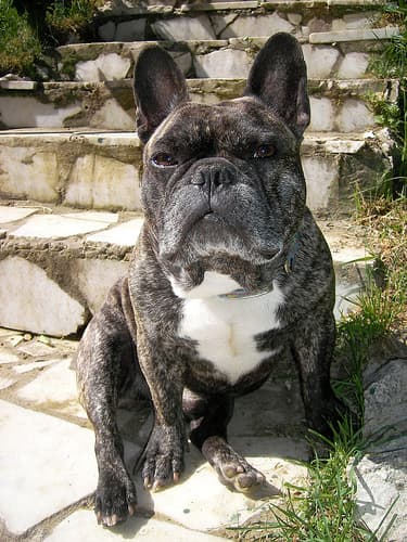 French Bulldog yavrusu 1