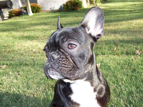 French Bulldog yavrusu 1