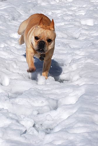 French Bulldog yavrusu 1