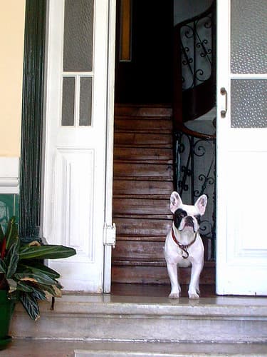 French Bulldog yavrusu 1