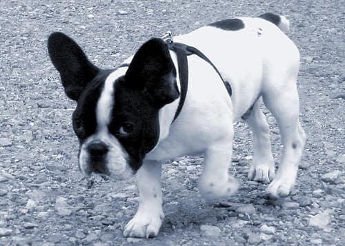 French Bulldog yavrusu 1