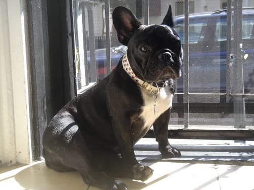 French Bulldog yavrusu 1