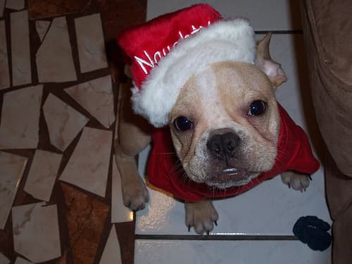French Bulldog yavrusu 1