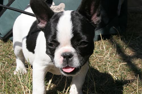 French Bulldog yavrusu 1