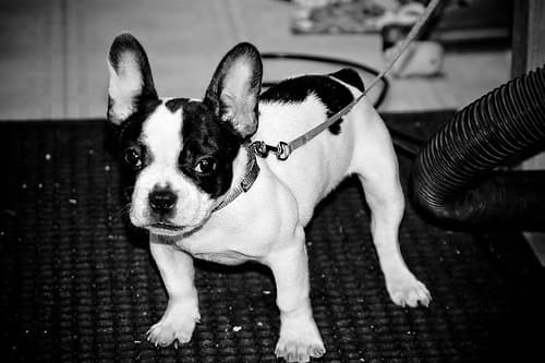 French Bulldog yavrusu 1