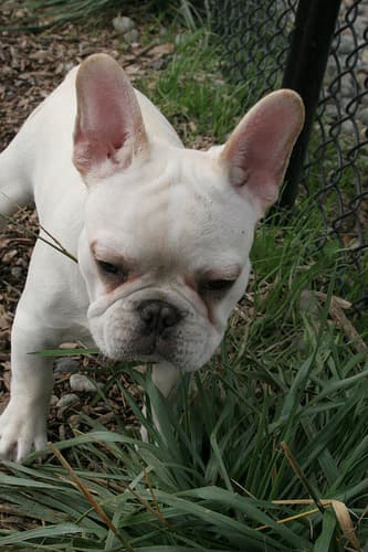 French Bulldog yavrusu 1